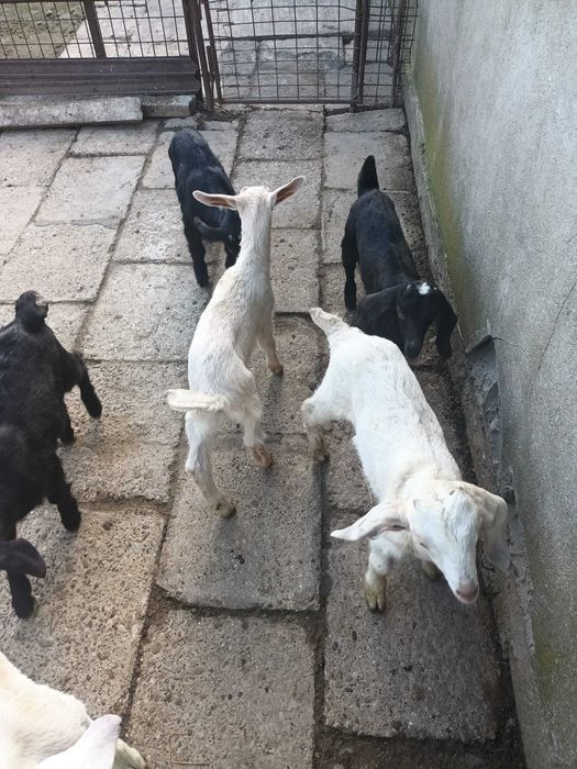 Iezi anglo nubieni - saanen