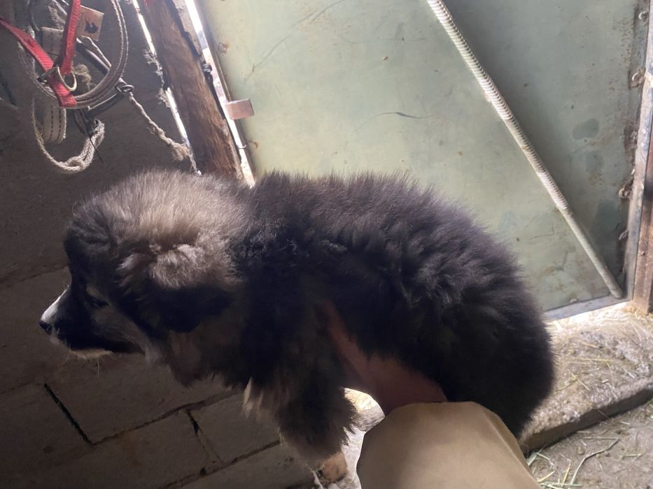 Алабай еркек