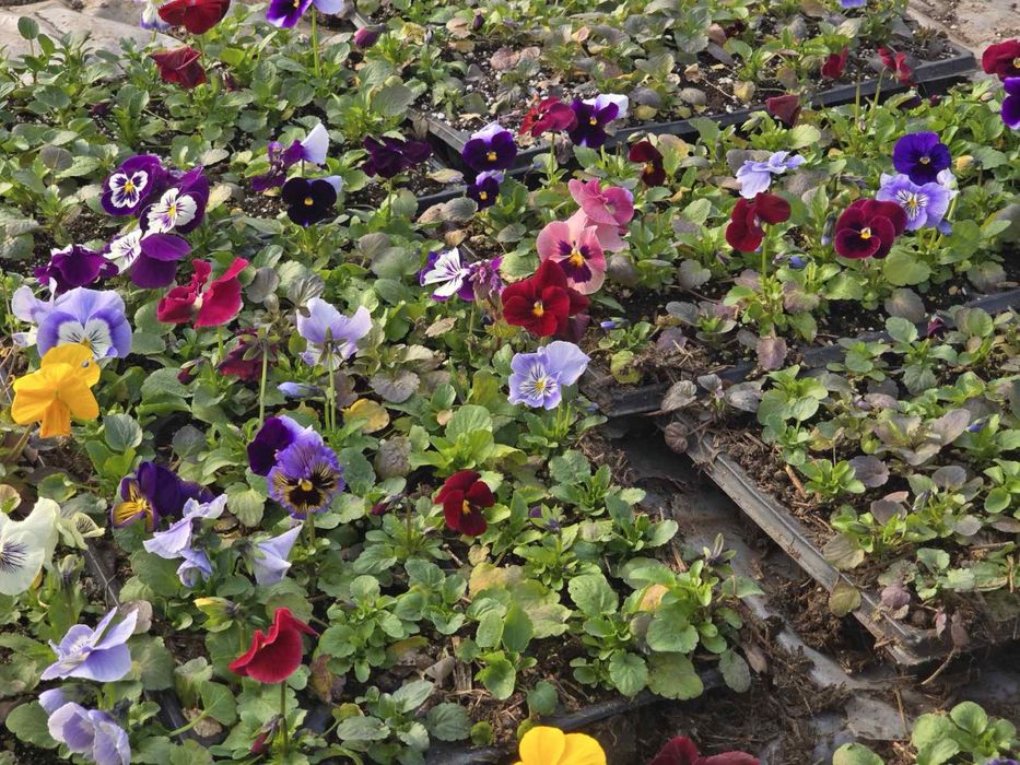 Теменужки /  Виоли промоционална цена 0.30€