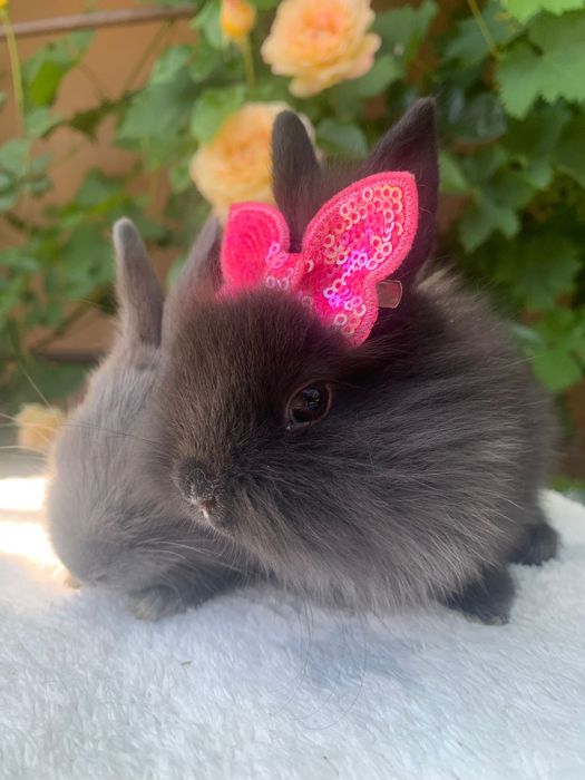 Iepuri cap de pui pui si adulti talie mica si mare