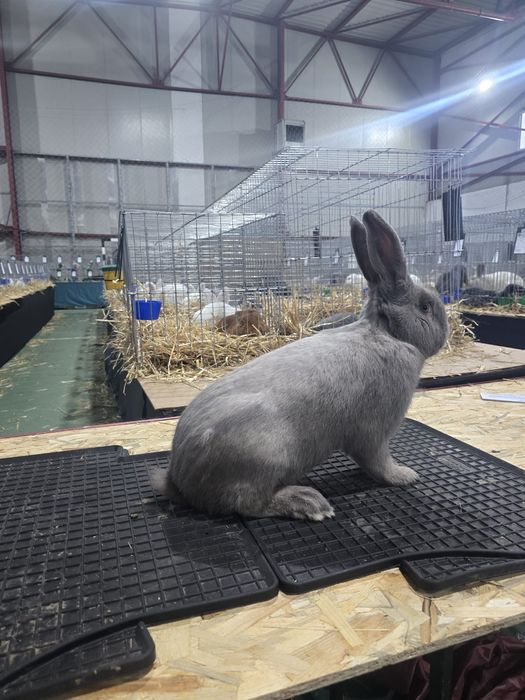 Masculii Secuiesc Sallander Albastru