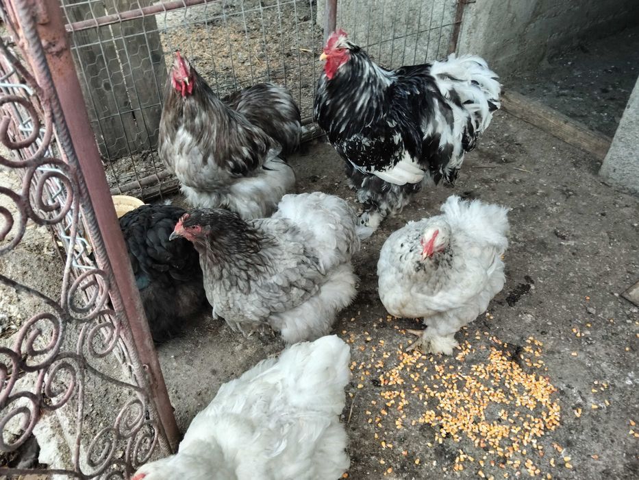 Găini cochinchina și brahma