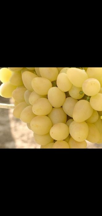 Виноград. Саженцы.