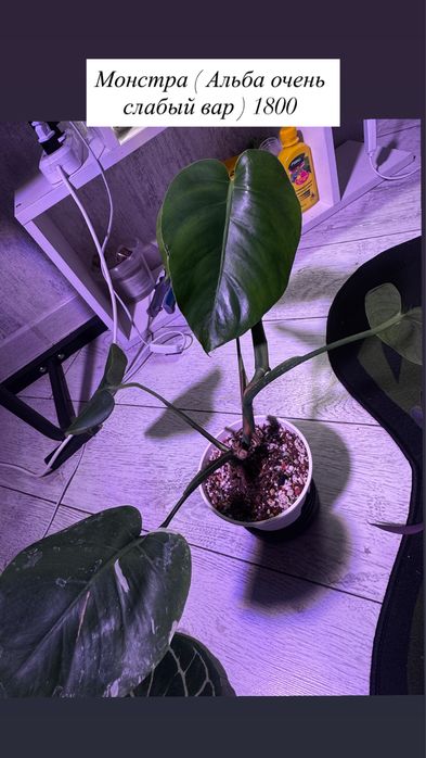 Комнатные растения