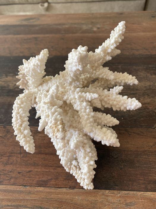 Corali Oceanul Indian