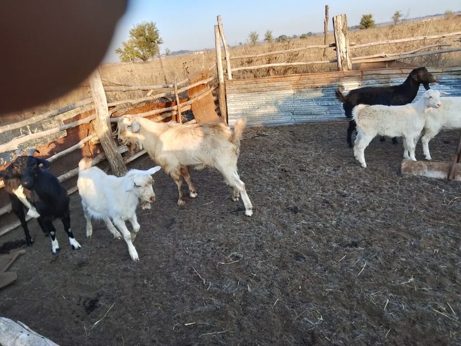 Продажа коз, козлов, козлят