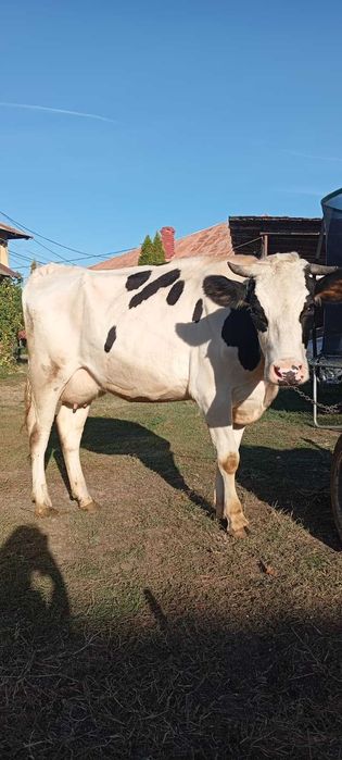 Junică Holstein, de un Vițel și Gestantă cu al 2-lea + Mulgătoare
