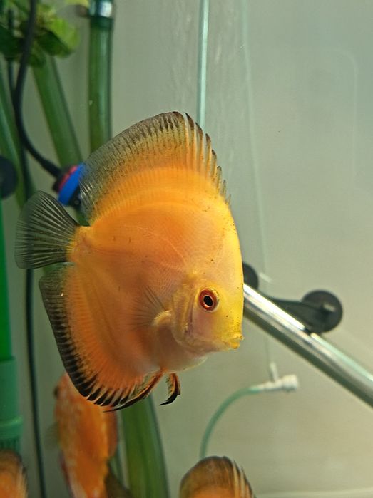Discus Oradea 150Ron
