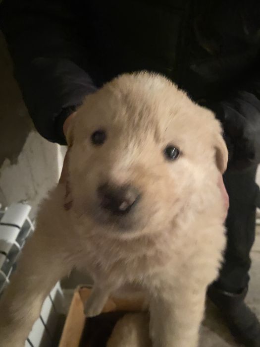 Казахи Тобет девочки