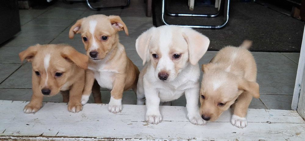 Donație cățeluși de 2 luni