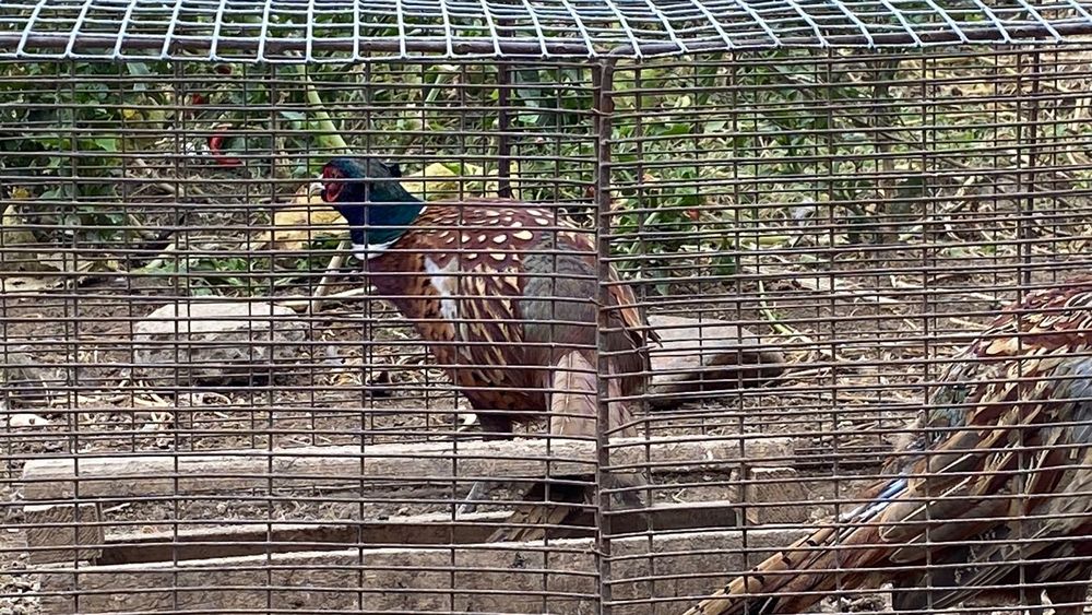 Қырғаулдар сатылады