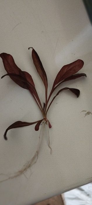 Самолус парвифлорус красный