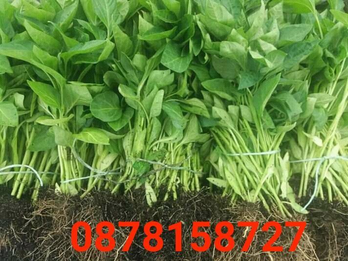 Продавам  разсад за Пипер и Домати и др.