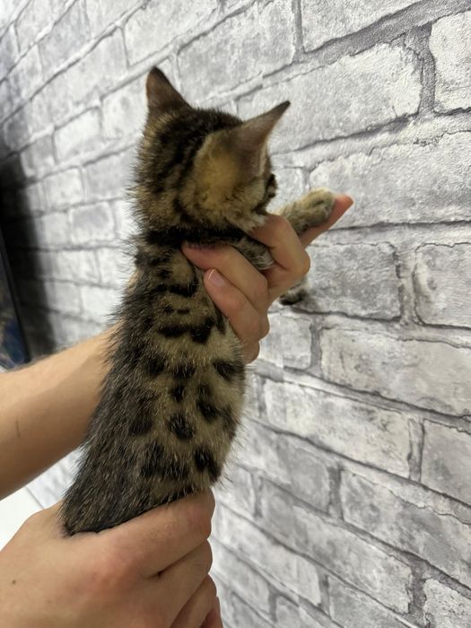 Бенгальский котёнок