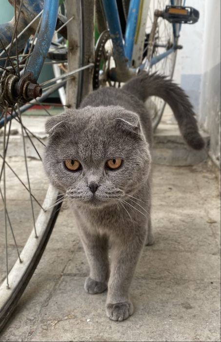 шотландская вислоухая (скоттиш-фолд).