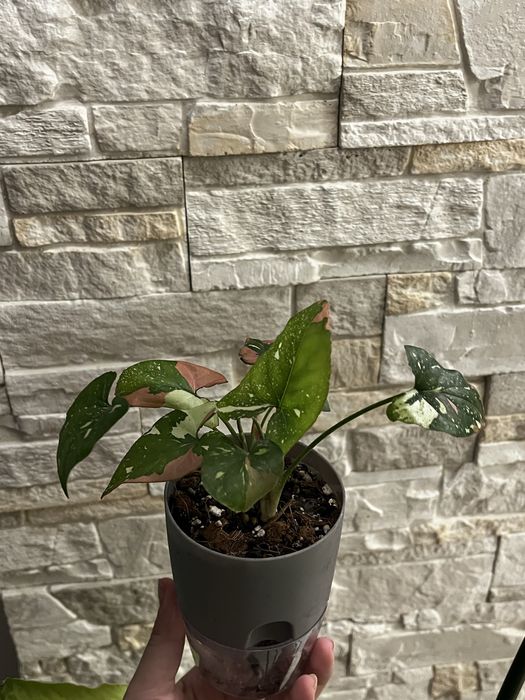 сингониум ред спот триколор