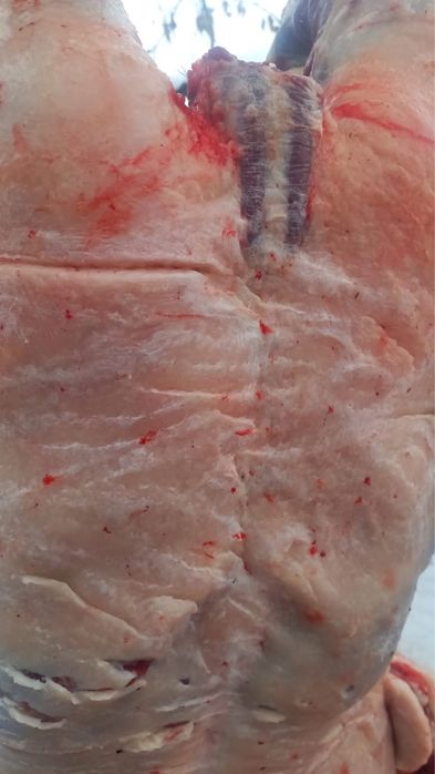 Семіз байталдар сатылады