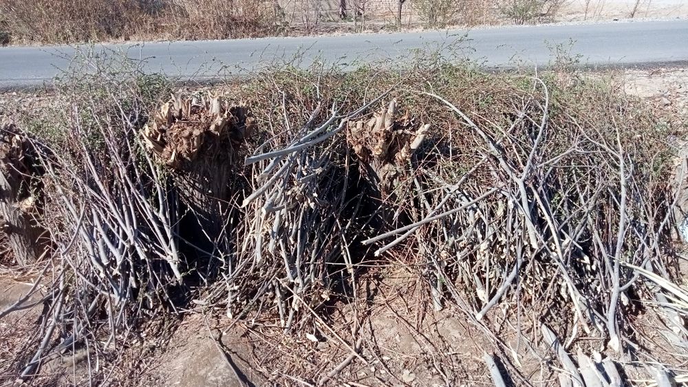 Qaratal shaqalari otin