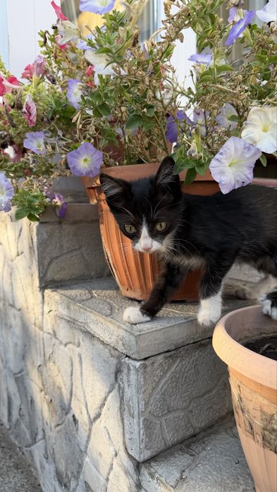 отдам котят в добрые ручки!
