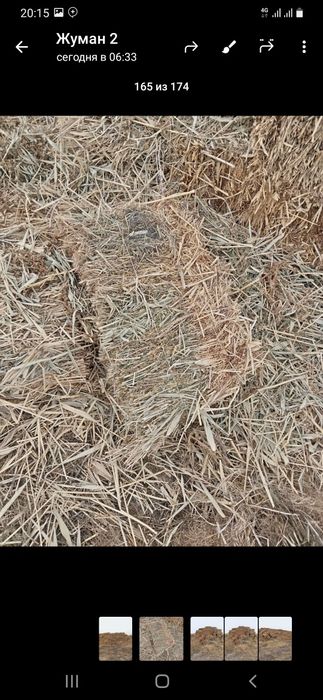 Жонышка прес жонышка