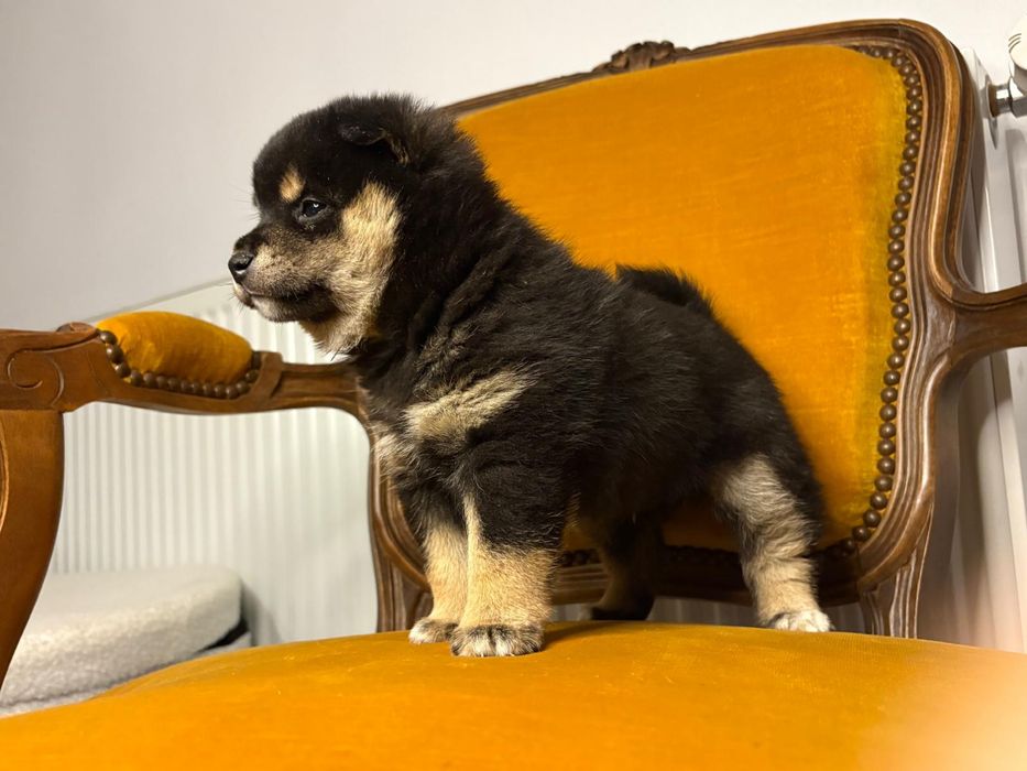 Vand baietel shiba inu