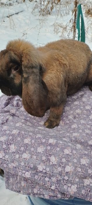 Французский баран самка