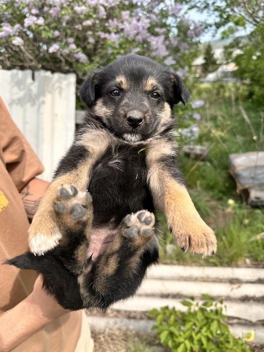 Щенки собаки. Ищем дом