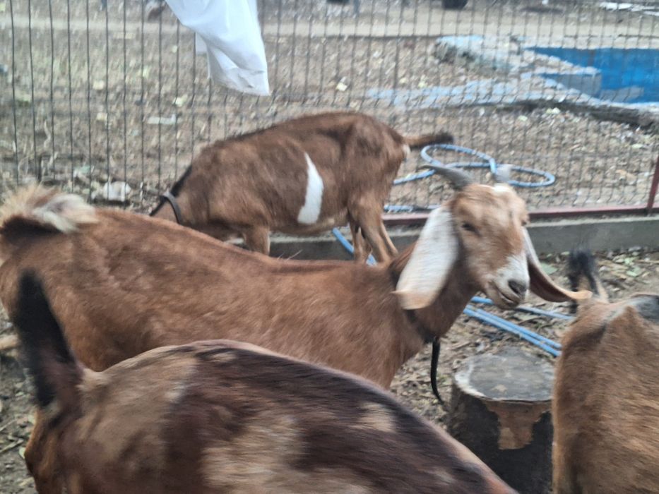 Vind capra nubien 1 ani femele