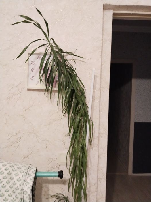 Комнатные цветы  продам