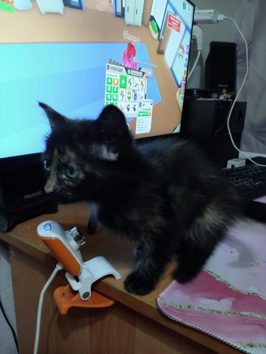 Отдам котенка девочка