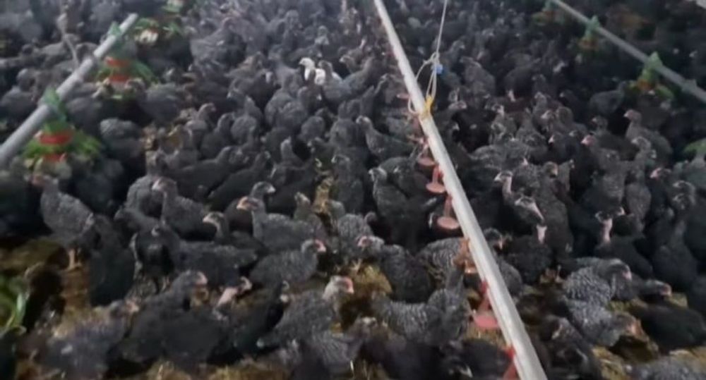 Pui Alb de carne pui rasă mixta roșu kabir și porumbac