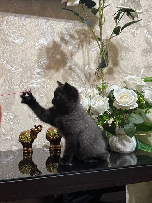 Котята просто очаровательные
