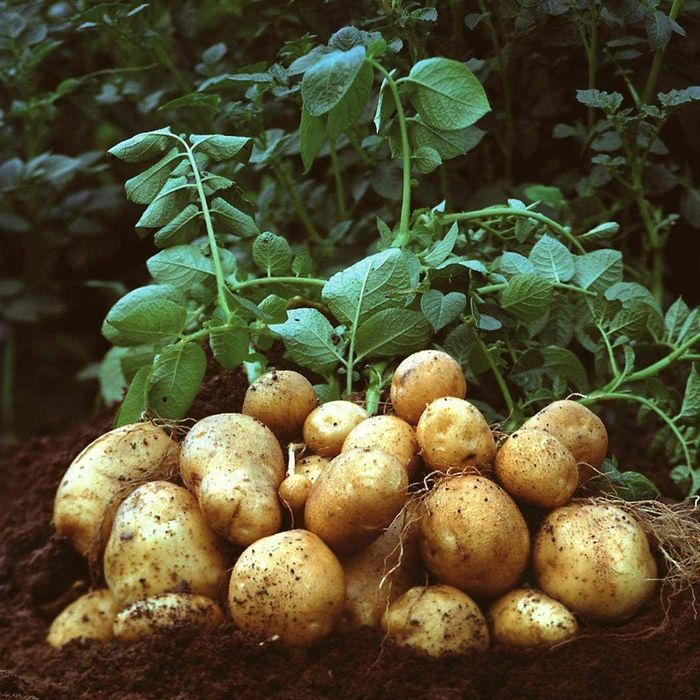 Продам домашний картофель разных сортов ,а также черную редьку