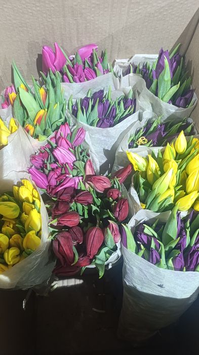 Продам оптом тюльпаны