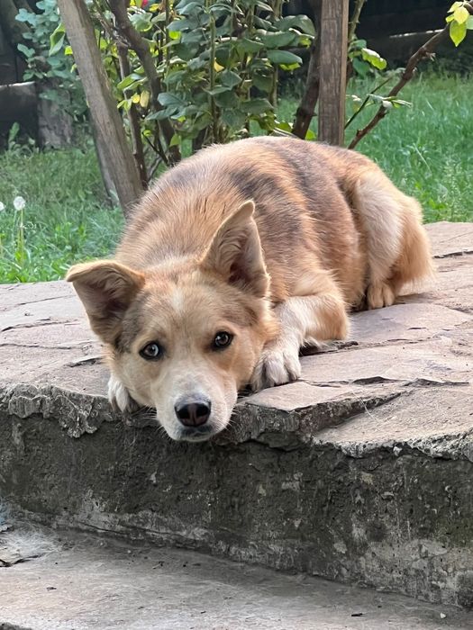 2 câini Husky se oferă spre adopție