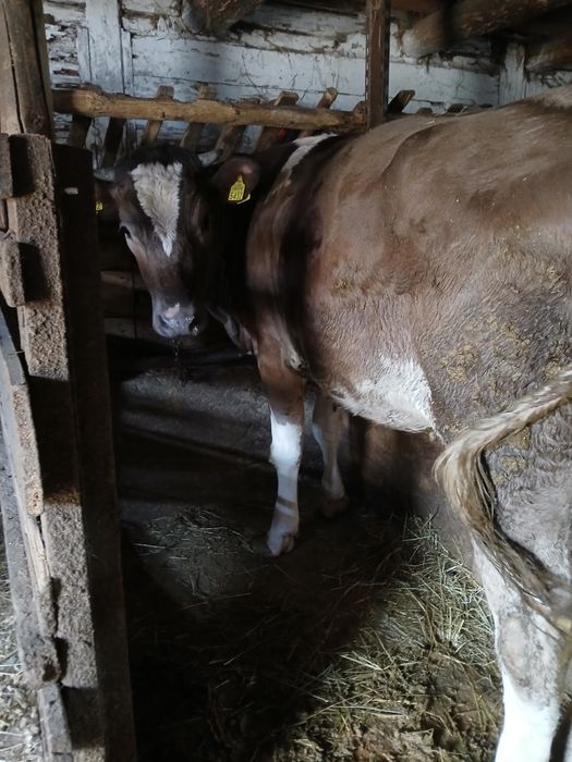 Vând junică de un an și patru luni