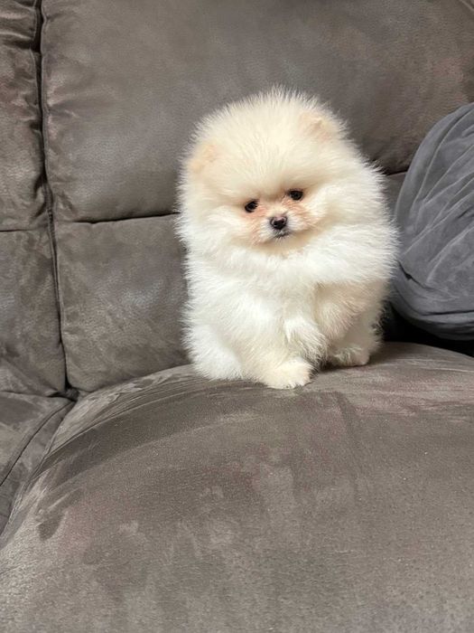 Померан бял/крем