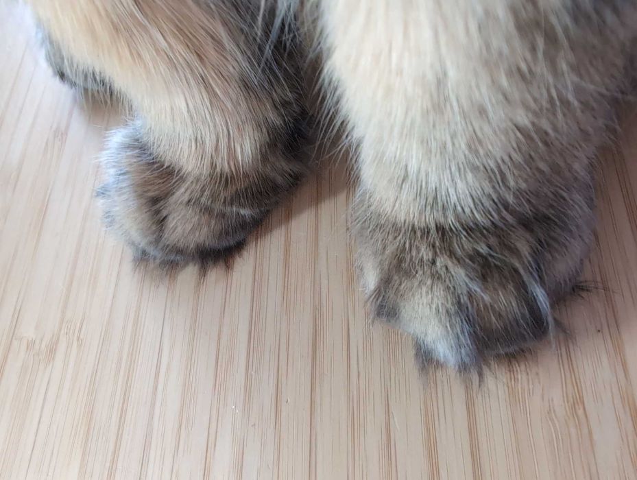 Мъжки котарак за Разплод