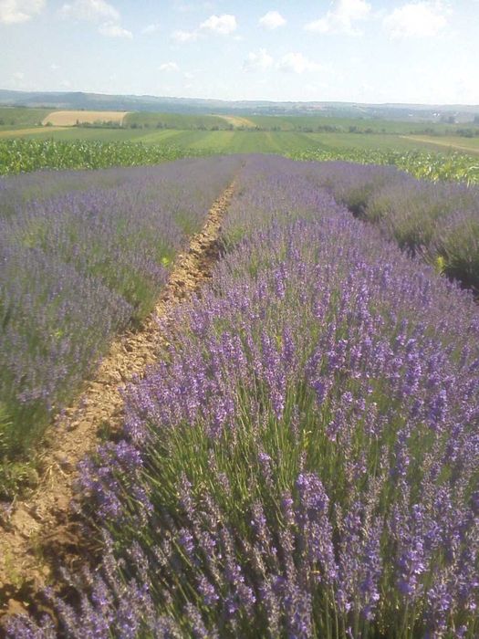 ulei de lavanda,bio,fara chimicale