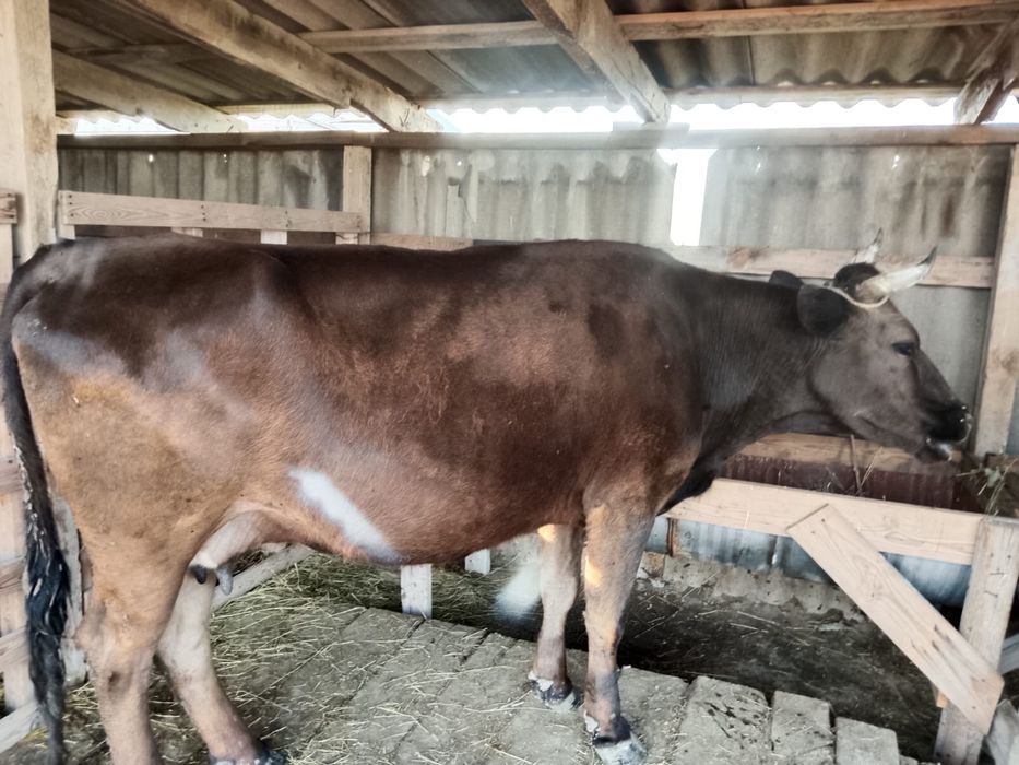 Сиыр сатылады 5-ші тума