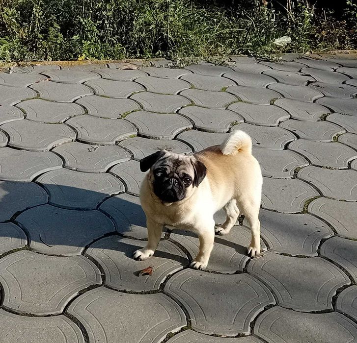 donez femela junioara mops pug