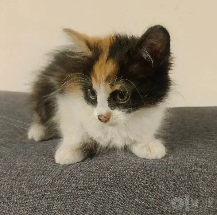 котята в добрые руки!