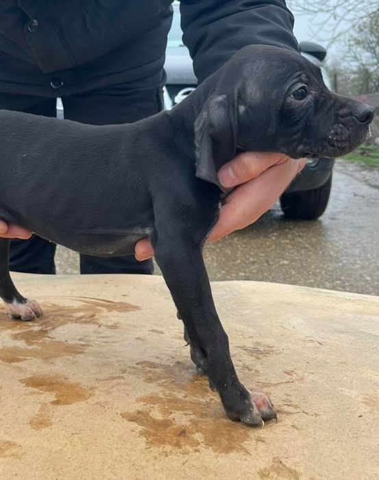 Английски пойнтер/ поинтер / пойнтерчета