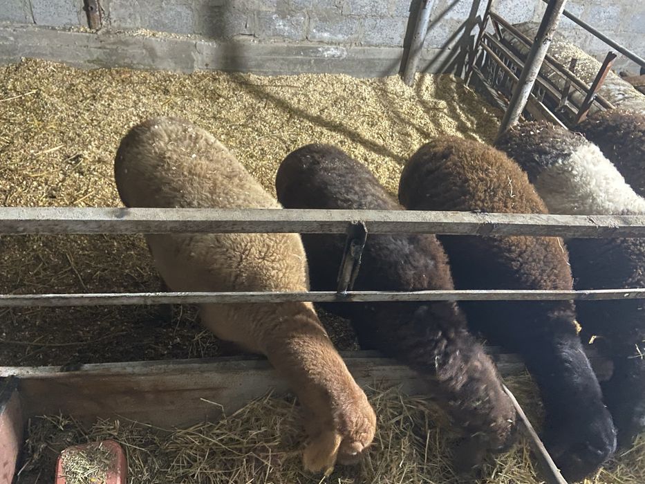 Она бола куйлар сотилади