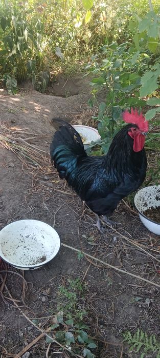 Продам цыплят эксклюзив