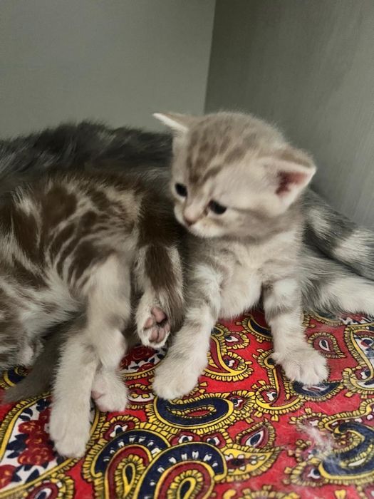 Продам Британских котят