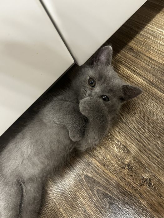 Продам  котенка за 15000 .