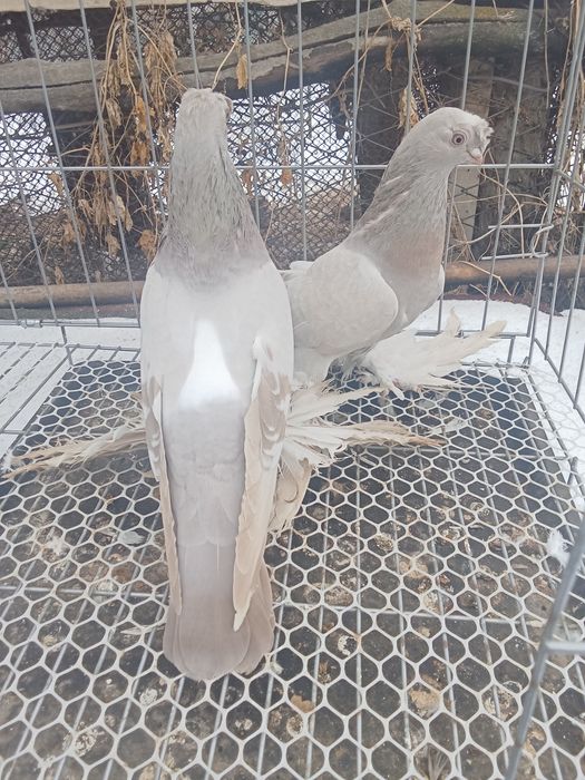 Продам голубей хороших