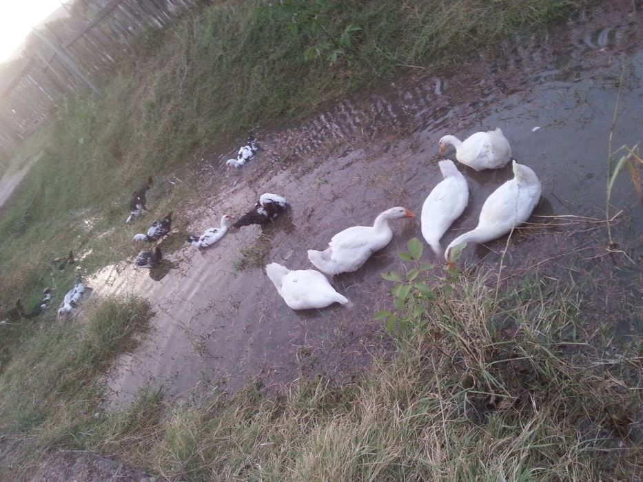 Продается дом ( Ховли уй, hovli uy ) в поселке " Геолог"