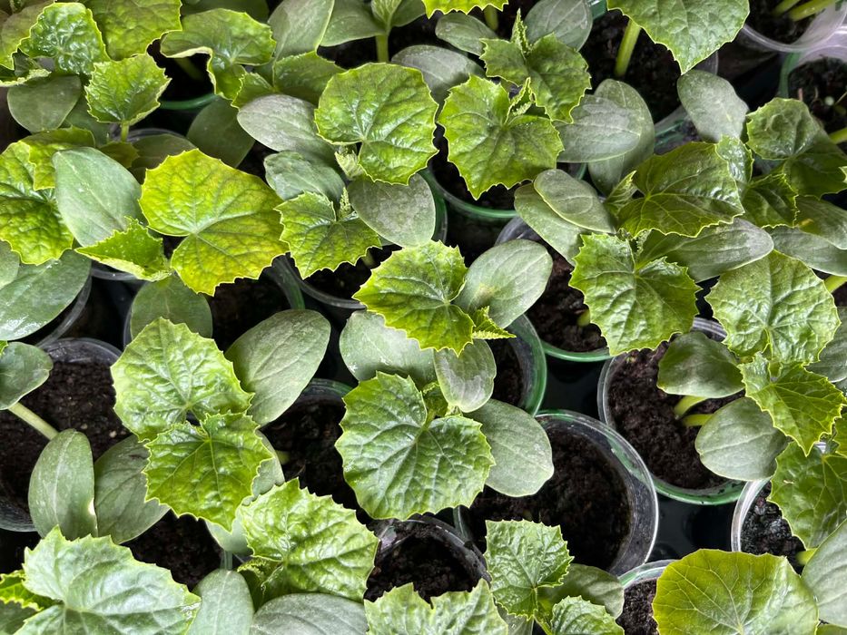 Разсад - домати и краставици